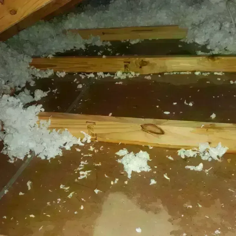 Attic Water Damage in Meadow Glade, WA